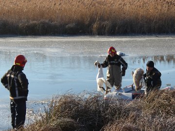 На Рівненщині від холоду загинули лебеді. ФОТО