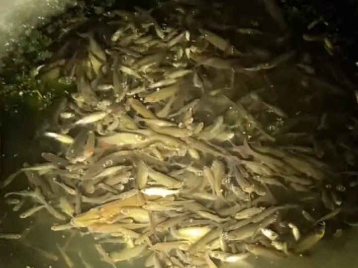 У центральному парку Луцька гине риба – люди б'ють на сполох