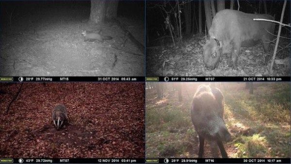 Волинські зубри втекли у Чорнобиль? ФОТО