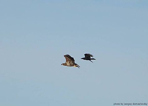 Волинські зубри втекли у Чорнобиль? ФОТО