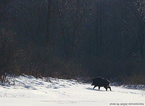 Волинські зубри втекли у Чорнобиль? ФОТО