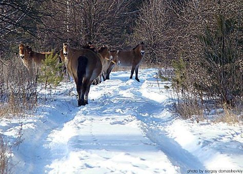 Волинські зубри втекли у Чорнобиль? ФОТО