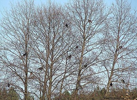 Волинські зубри втекли у Чорнобиль? ФОТО