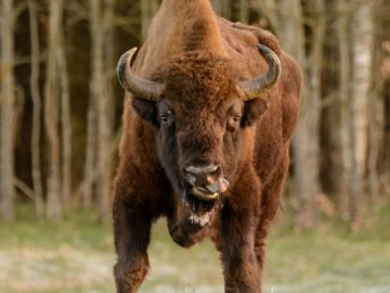 У «Цуманській пущі» порахували зубрів