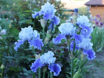 Погода на завтра, 21 травня, у Луцьку та Волинській області