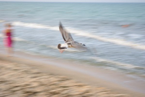 Автор - Подгурець Анна