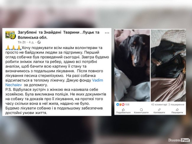 Повернути Ремса: лучанка звинувачує зооактивістів у викраденні свого собаки