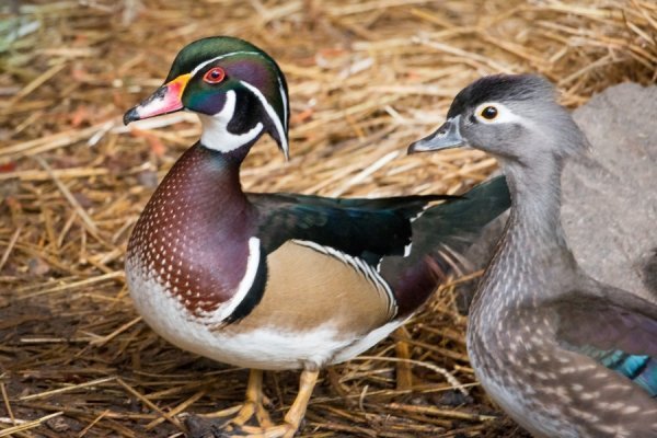Лучан кличуть в зоопарк знайомитися із новими мешканцями. ФОТО