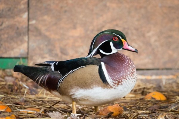 Лучан кличуть в зоопарк знайомитися із новими мешканцями. ФОТО