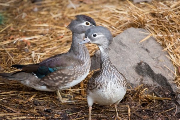 Лучан кличуть в зоопарк знайомитися із новими мешканцями. ФОТО