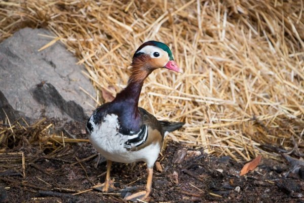 Лучан кличуть в зоопарк знайомитися із новими мешканцями. ФОТО