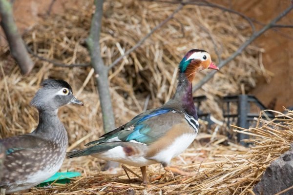 Лучан кличуть в зоопарк знайомитися із новими мешканцями. ФОТО