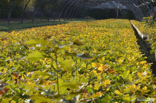 Поляків вражає робота волинських селекційних розсадників