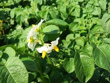 Волинянин планує за рік зібрати два врожаї картоплі. ФОТО 