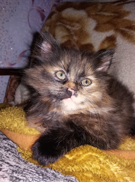 Всесвітній день домашніх тварин: волиняни показали фото і розповіли зворушливі історії своїх улюбленців