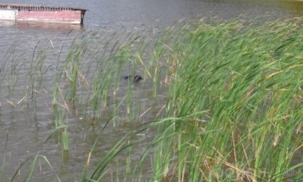 На Волині ще один потопельник. ФОТО
