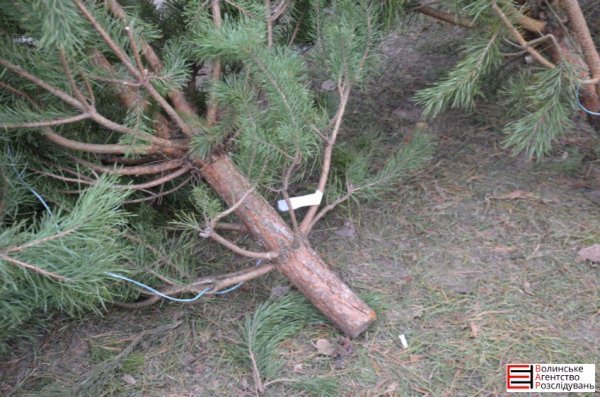 Ялинковий бізнес по-луцьки: ціни, дозволи, чіпи