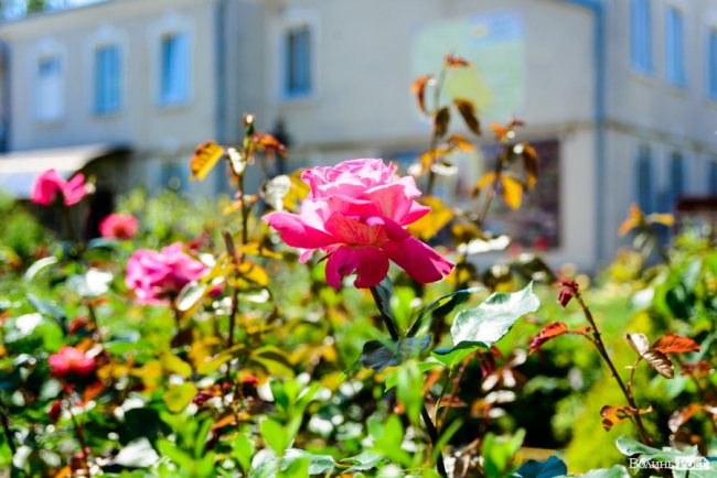 Літні пахощі: головний собор Луцька тоне в трояндах. ФОТОРЕПОРТАЖ