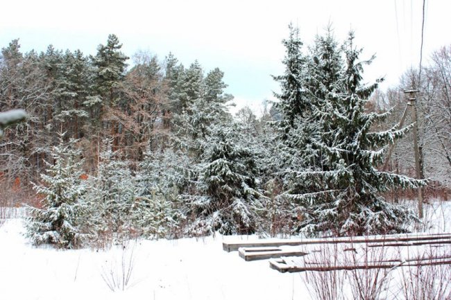 Зимовий день у лісі на Волині. ФОТО