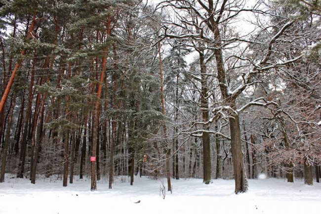 Зимовий день у лісі на Волині. ФОТО