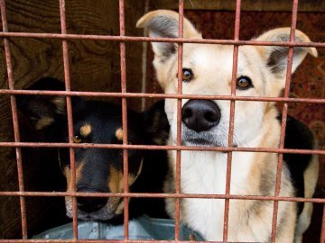 «Ласку» просять не з’їдати міський бюджет, а шукати кошти самостійно