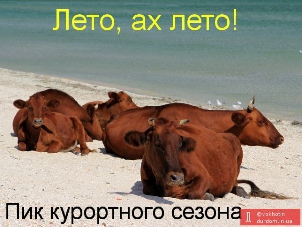 Добкін і вибори, Путін і Крим, - фотожаби тижня