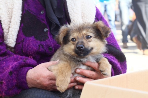 Фотовиставка Олександра Пизи
