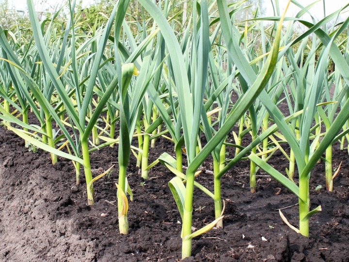 Посадковий часник оптом від виробника: як вибудувати прибуткову модель співпраці