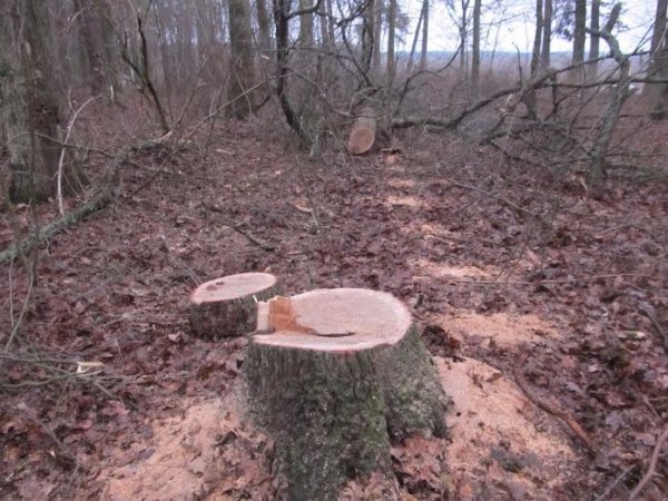 З волинського заказника викрали два столітніх дуби