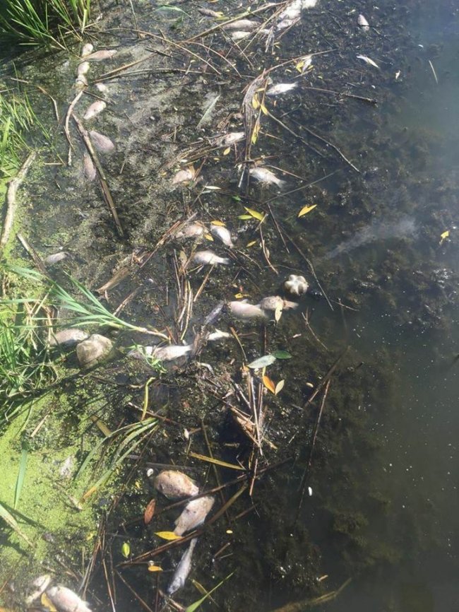 У Луцьку в Кічкарівських ставках – масова загибель риби