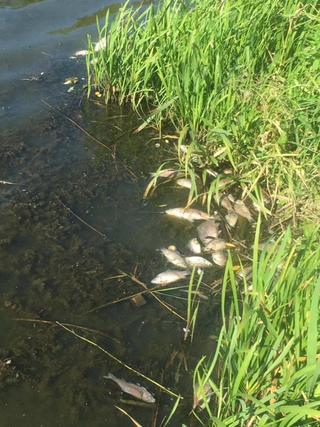 У Луцьку в Кічкарівських ставках – масова загибель риби