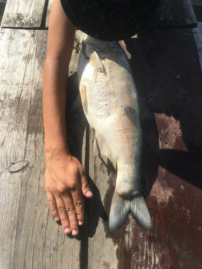 У Луцьку в Кічкарівських ставках – масова загибель риби