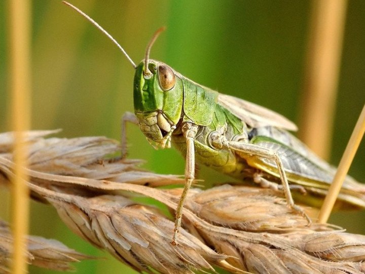 Які рослини їсть сарана найбільше: фермерам розповіли, що перебуває під загрозою