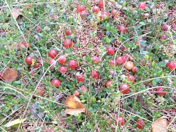 Нелегкі заробітки: як на Волині роблять бізнес на журавлині