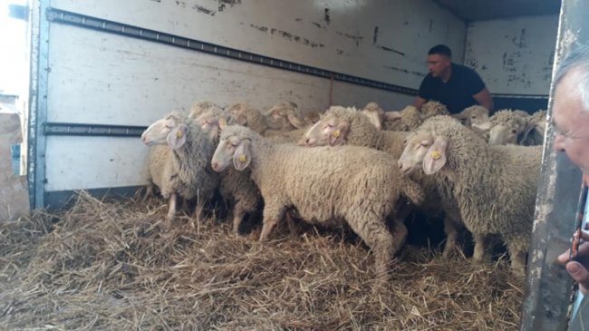 Фермер з Волині отримав овець, яких він виграв на шоу «Громада на мільйон». ФОТО