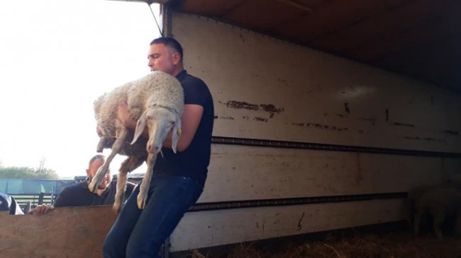 Фермер з Волині отримав овець, яких він виграв на шоу «Громада на мільйон». ФОТО