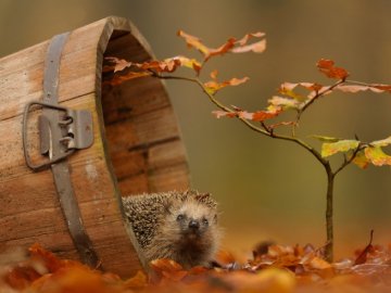 Погода у Волинській області та Луцьку завтра, 4 листопада