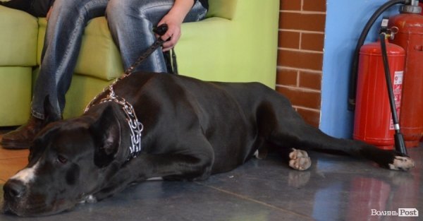 У Луцьку ‒ виставка собак. ФОТО