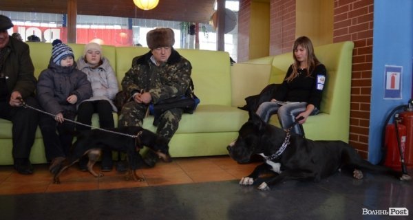 У Луцьку ‒ виставка собак. ФОТО