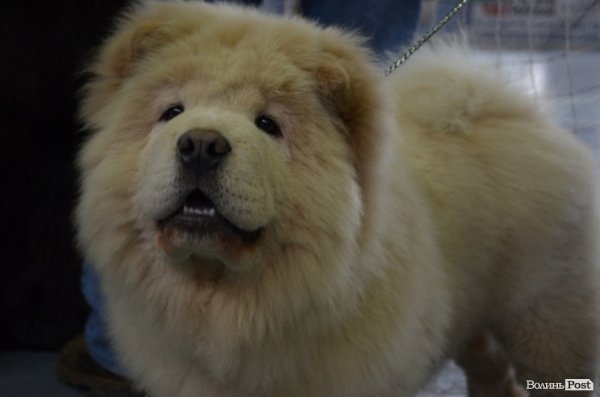 У Луцьку ‒ виставка собак. ФОТО