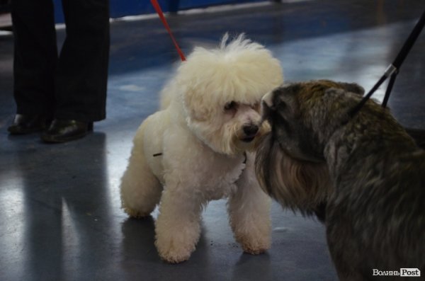 У Луцьку ‒ виставка собак. ФОТО