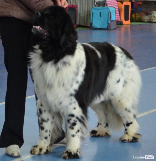 У Луцьку ‒ виставка собак. ФОТО