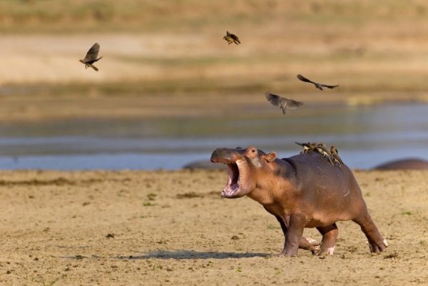 Кращі знімки National Geographic за серпень. ФОТО