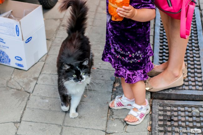 День кота: як відзначають «професійне» свято луцькі пухнастики. ФОТО