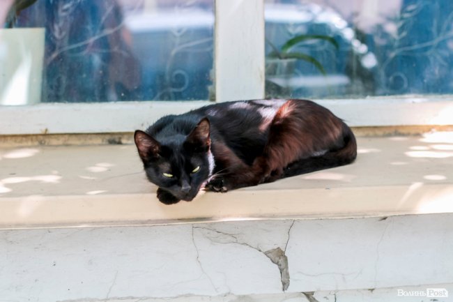 День кота: як відзначають «професійне» свято луцькі пухнастики. ФОТО