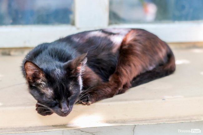 День кота: як відзначають «професійне» свято луцькі пухнастики. ФОТО