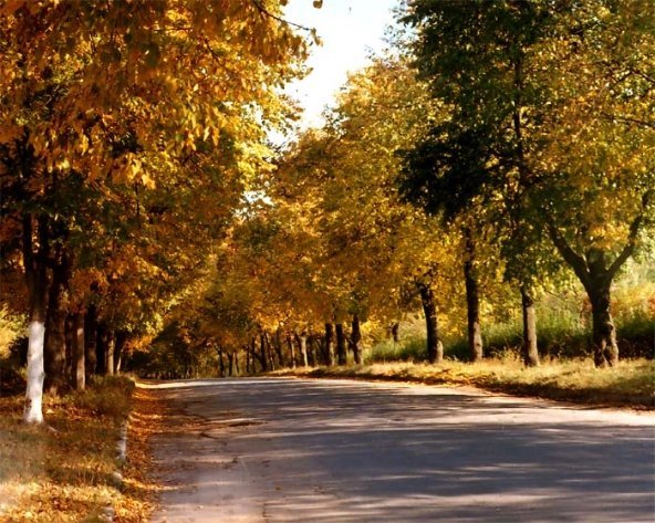 Вулиця Глушець