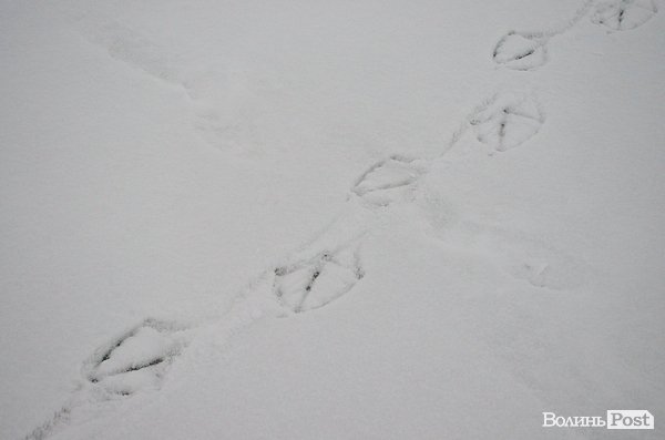 У Луцьку на замерзлій річці оселився  лебідь. ФОТО