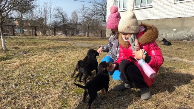 На Волині школярі зняли відео для ТікТок, щоб знайти господарів для цуценят