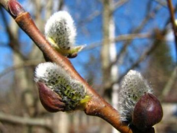 Погода у Луцьку на понеділок, 20 березня